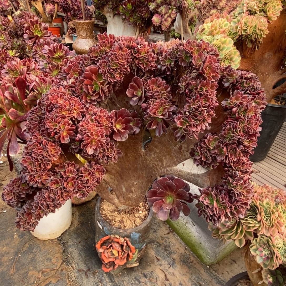 无花朵梅花朵朵缀