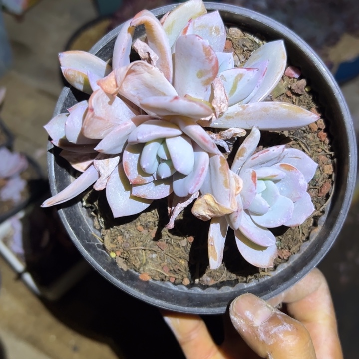 精品多肉植物老桩随机发一棵奶茶四头发货