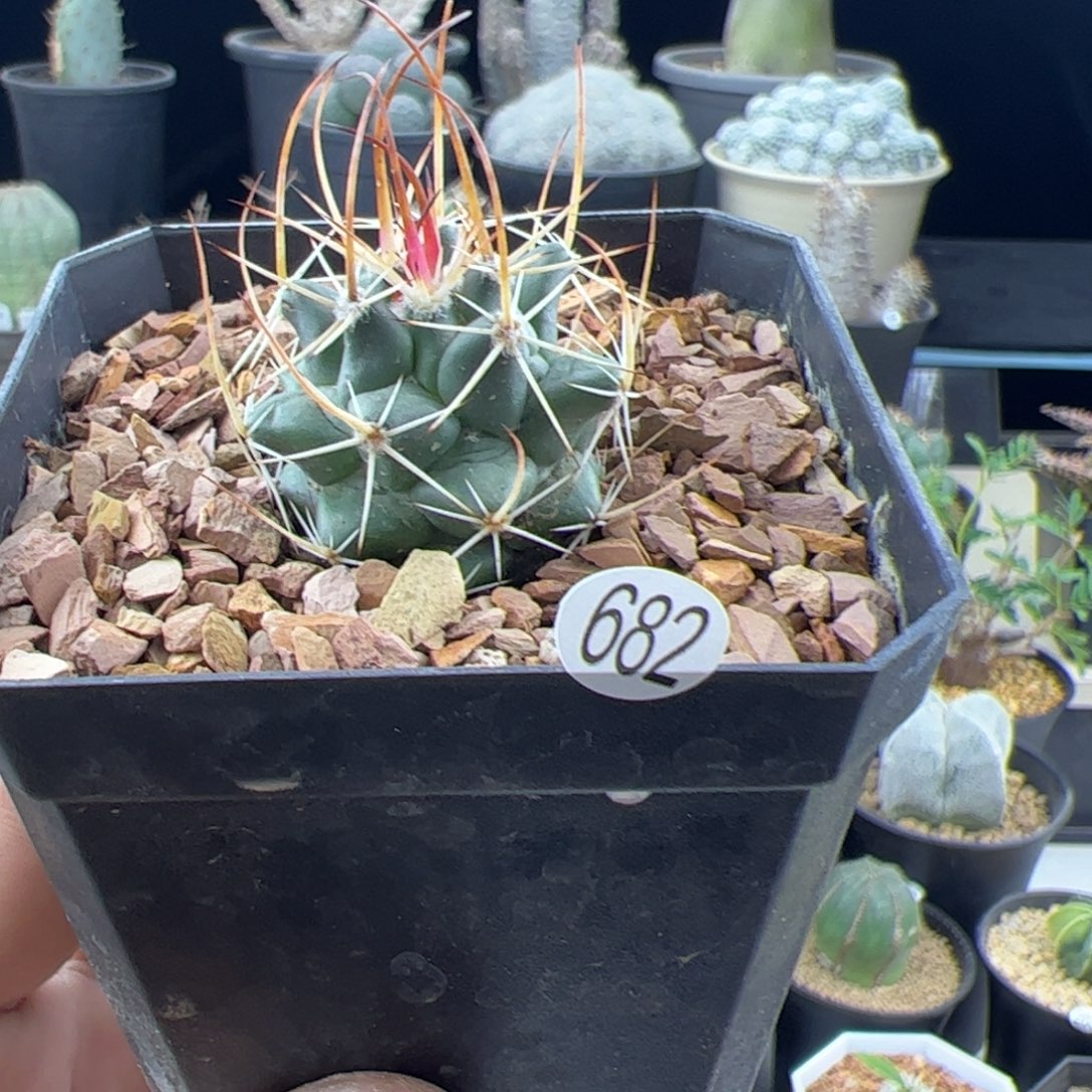 龙须丸一物一拍682