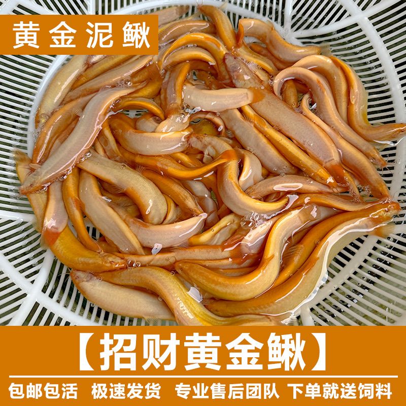 黄金泥鳅鱼缸吃藻青苔底层清洁工具鱼金龙鳅冷水淡水鱼摆摊观赏鱼