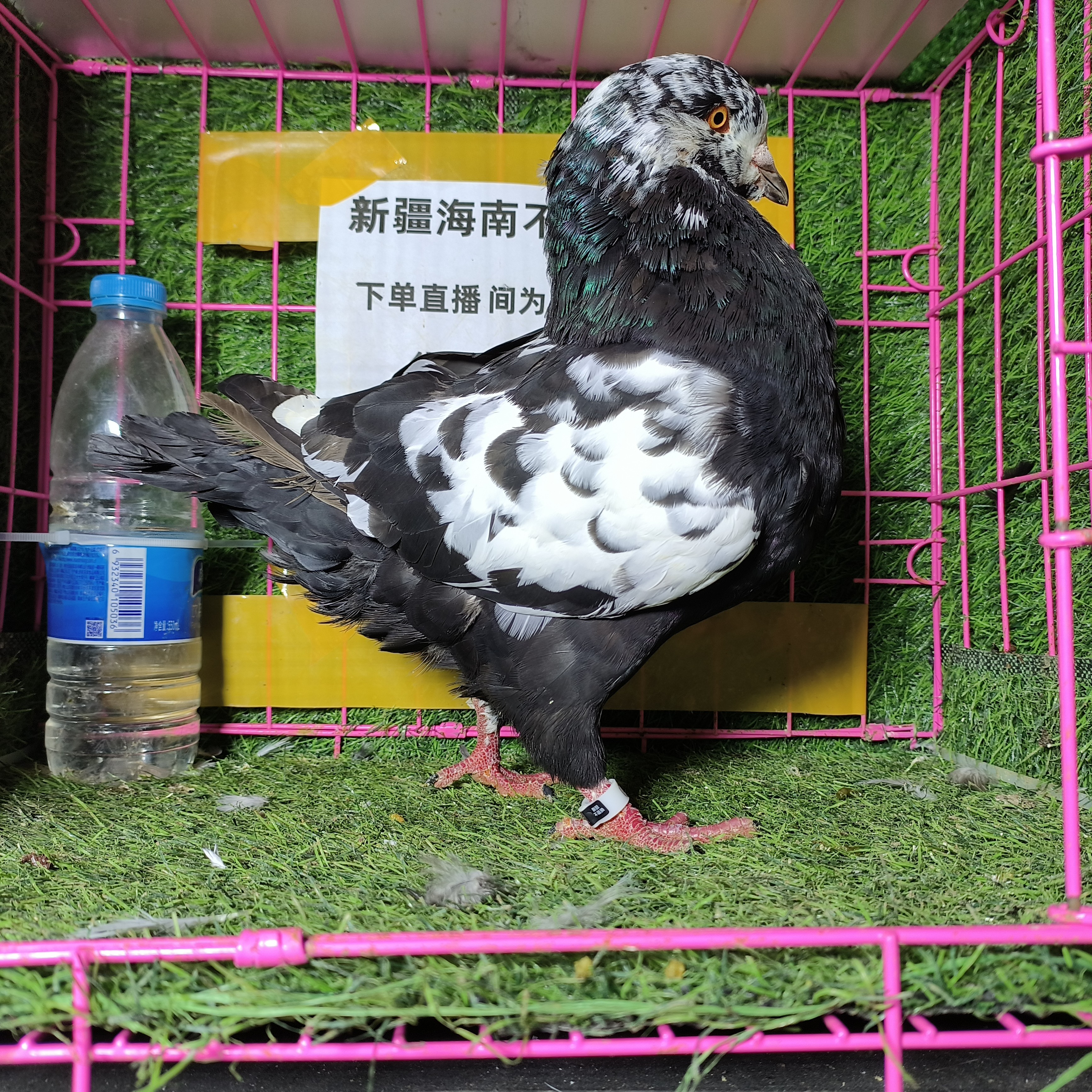 雪花元宝鸽 售后2天 可观赏食用 直播间一物一拍  全程指导喂养