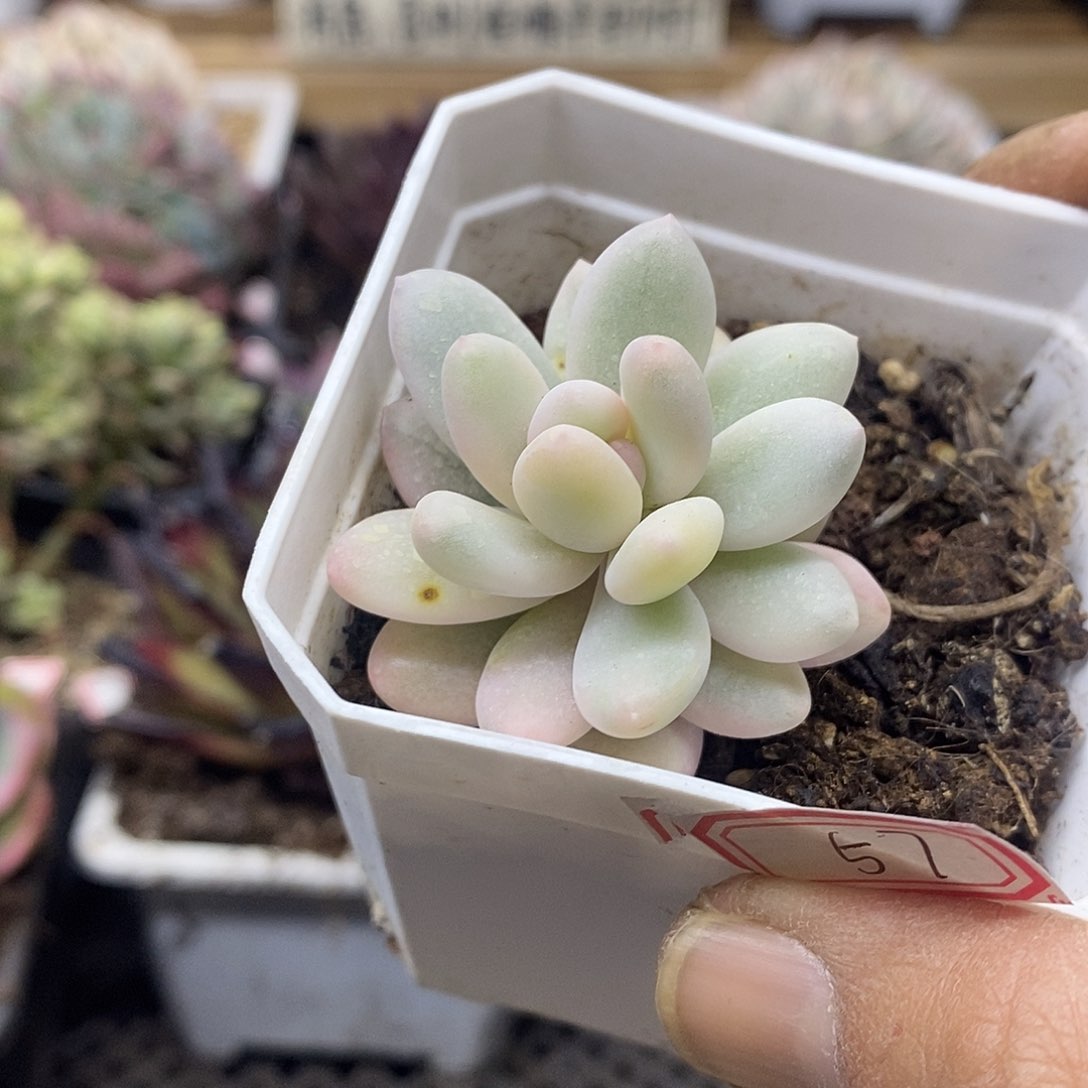 0657 奶酪瓷白覆轮锦 需延时发货