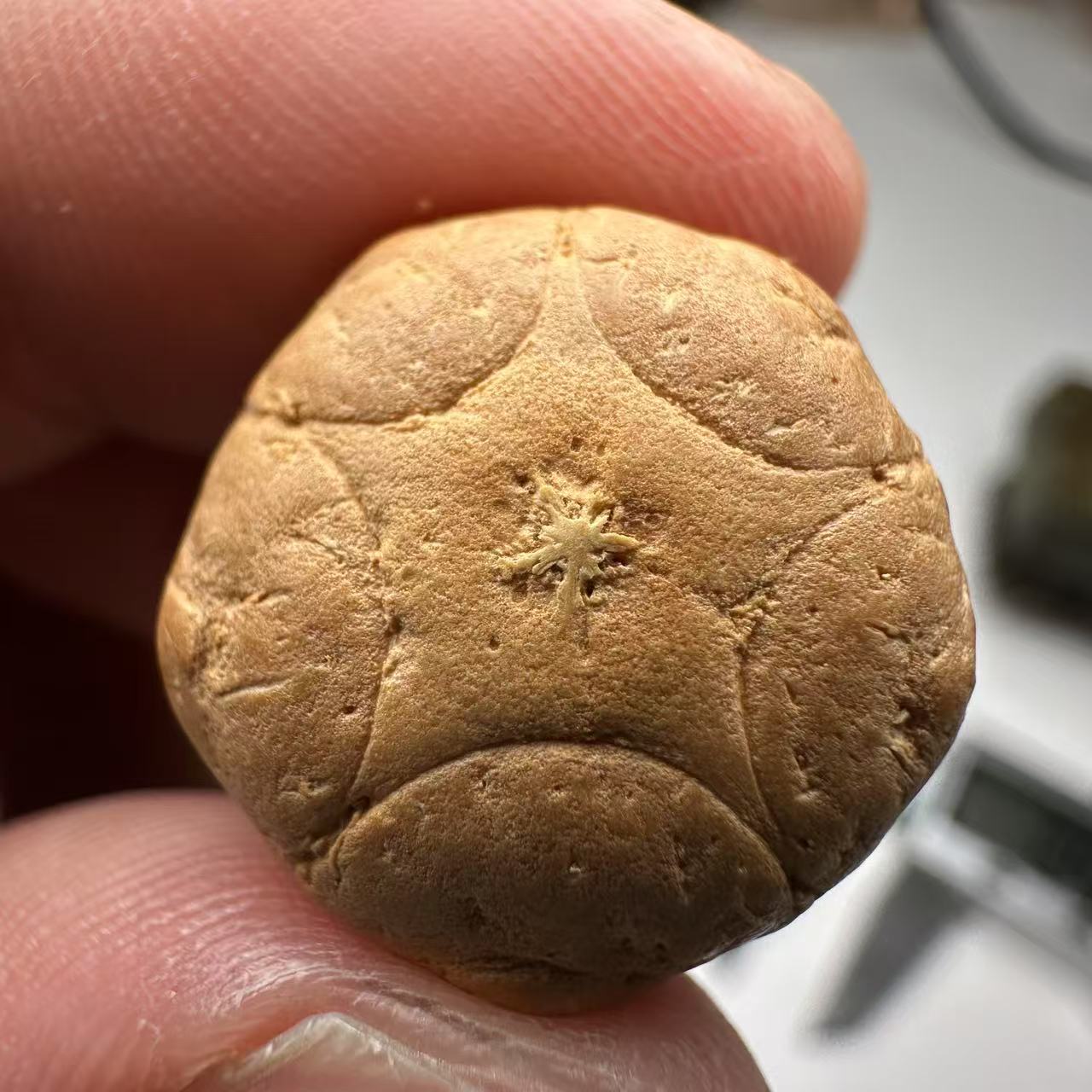 尼泊尔五星菩提，尺寸18，sss系列，货号122