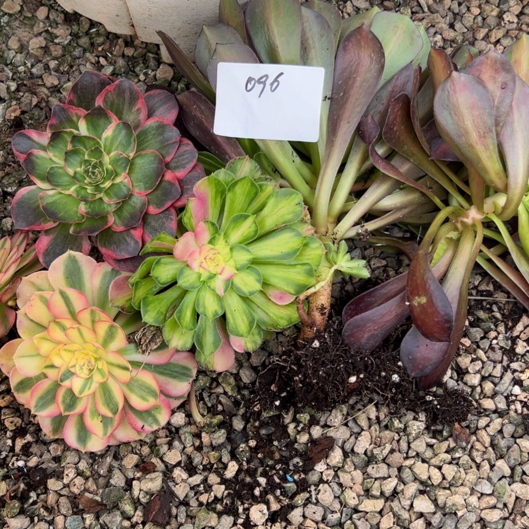 096多肉法师各种一组（零下勿拍）