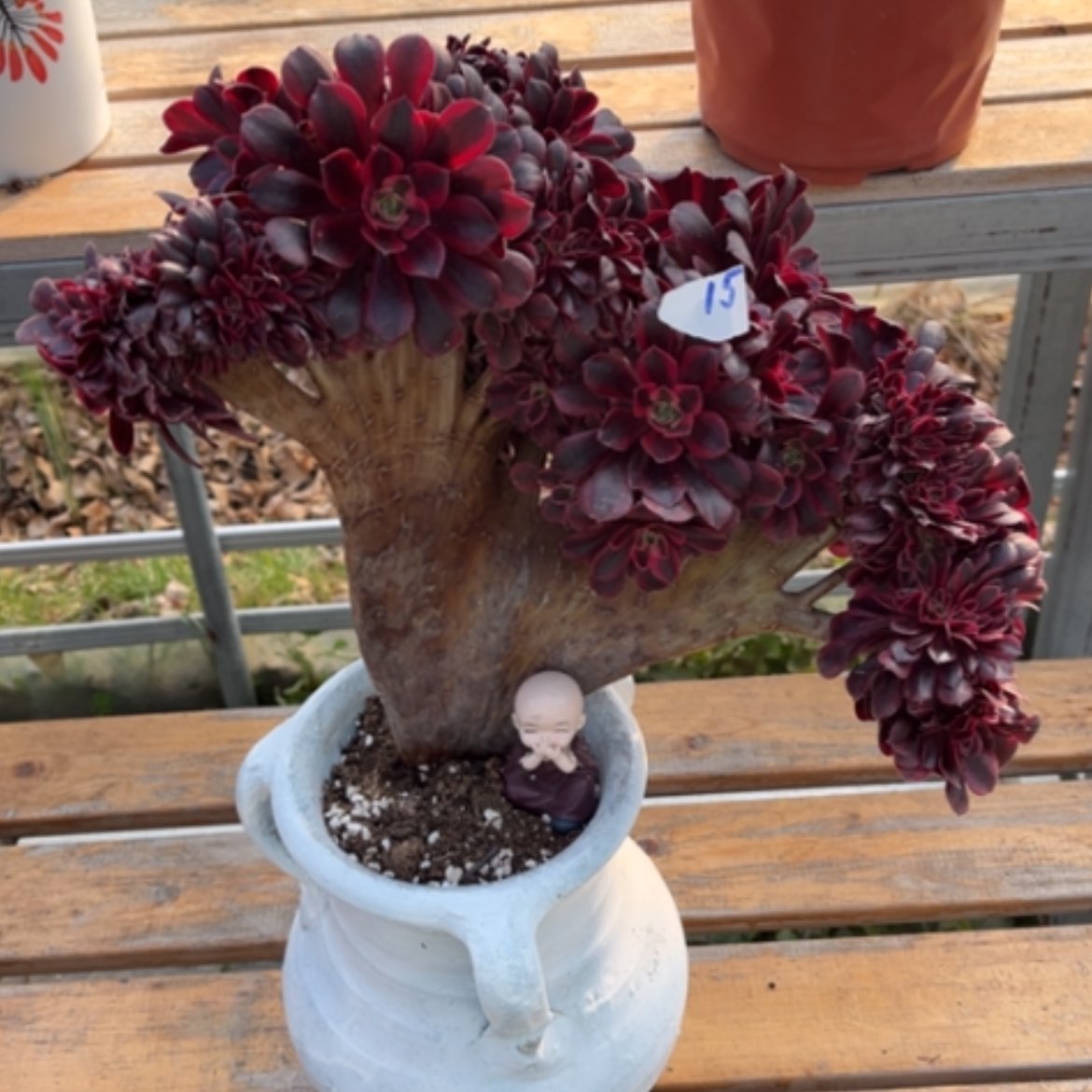 【闪购商品】15美杜莎缀多肉法师