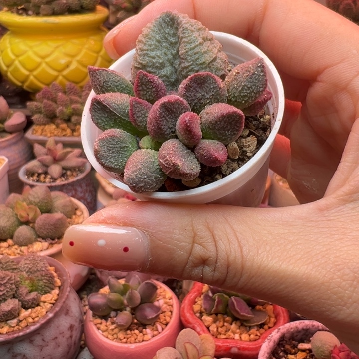 ****噜         水蜜桃。       