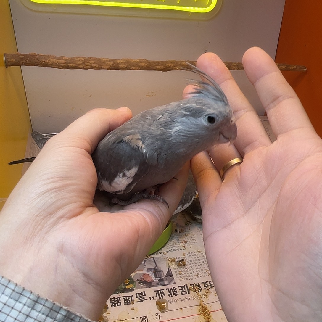 玄凤鹦鹉/鸡尾鹦鹉