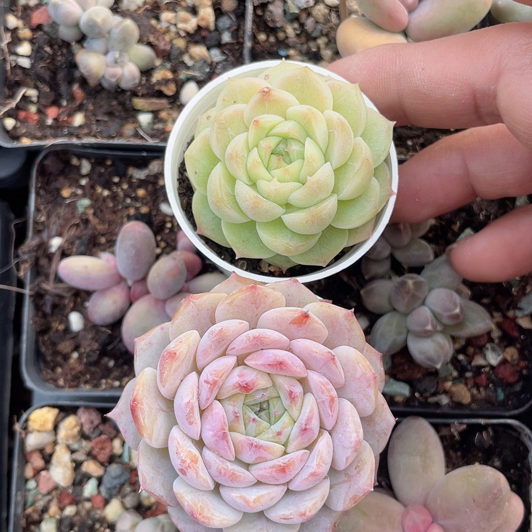 两颗 麦杆 脱土发货 5口盆