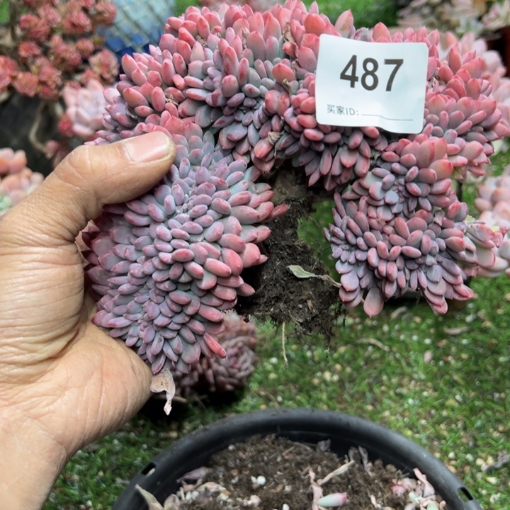 ღ***ঐ染的多肉一物一拍487