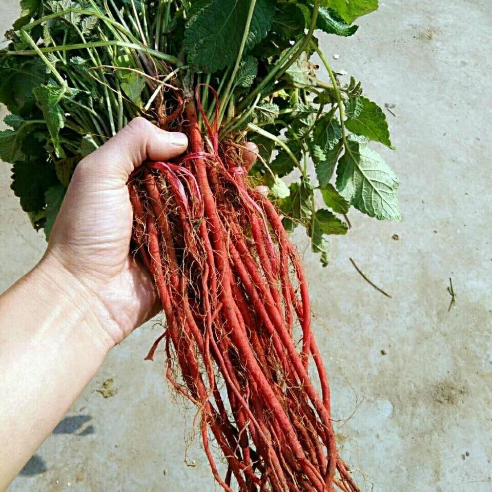 丹参苗 丹参种苗  种苗 丹参 基地直发 鲜丹参苗现挖现发鲜活