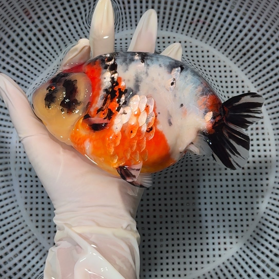 金鱼大种兰寿兰寿