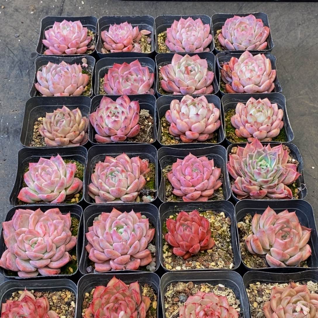 658的人和我一起看电影