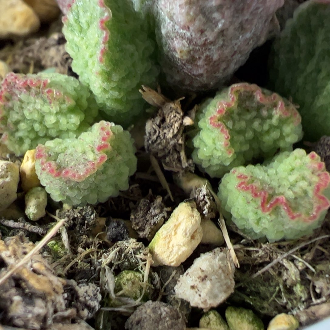 血点新品多肉植物水泡