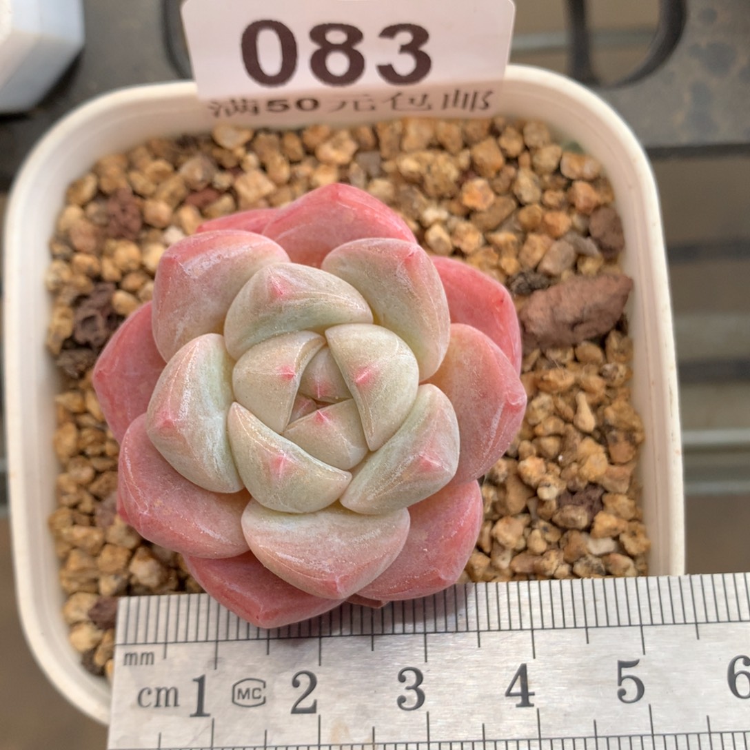 83。冰糕。白底粉边。