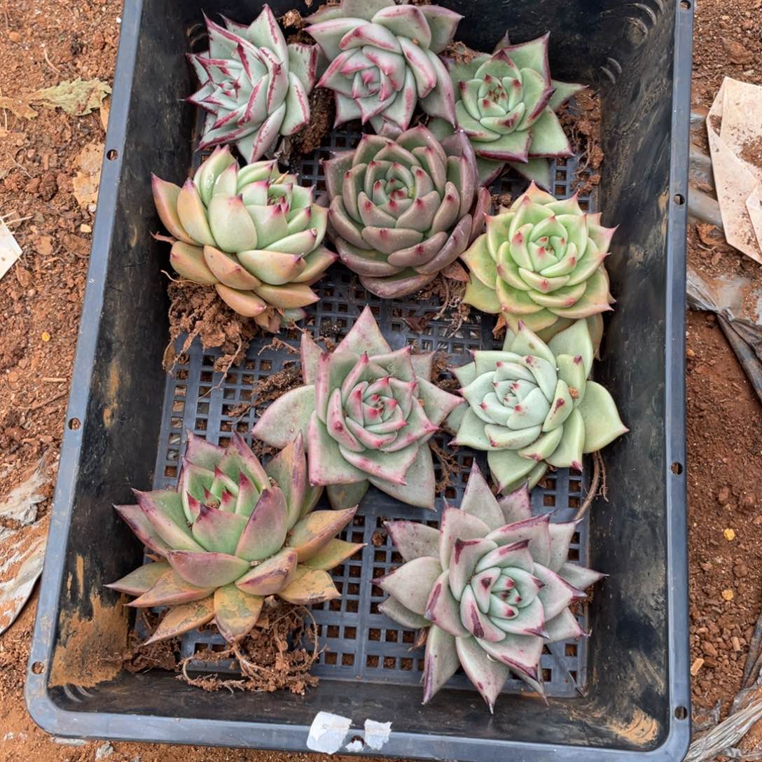 无花朵若如东云单拍D492