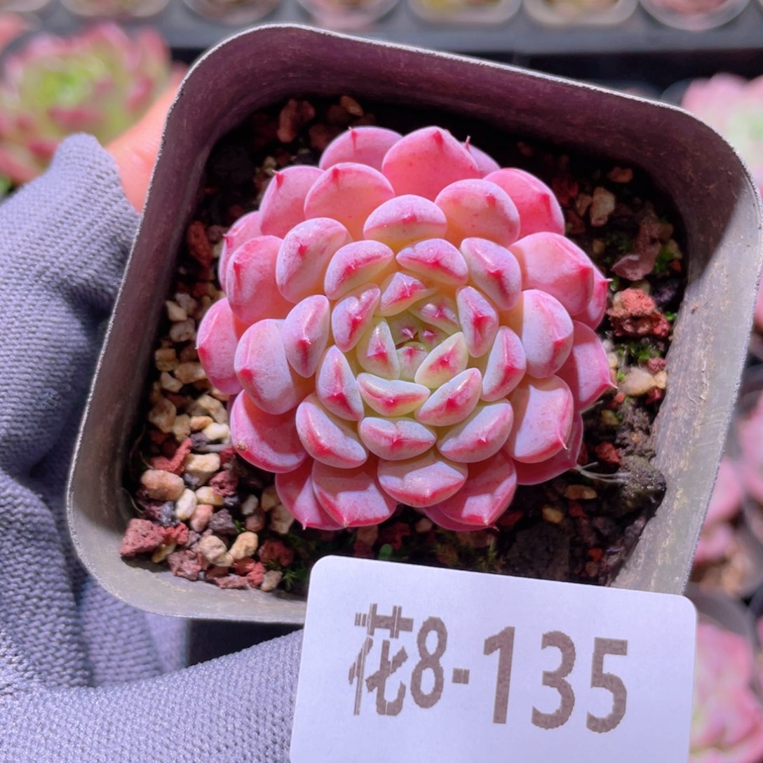 花利美 8-135哈尼 