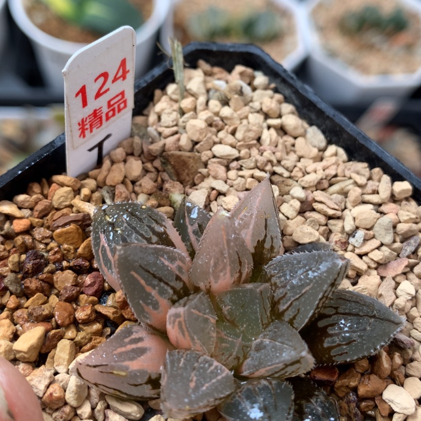 【闪购商品】124冰沙糖