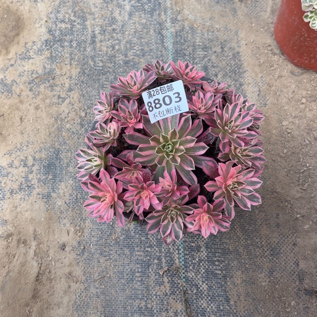 G. 8803凤凰超白多破万ba