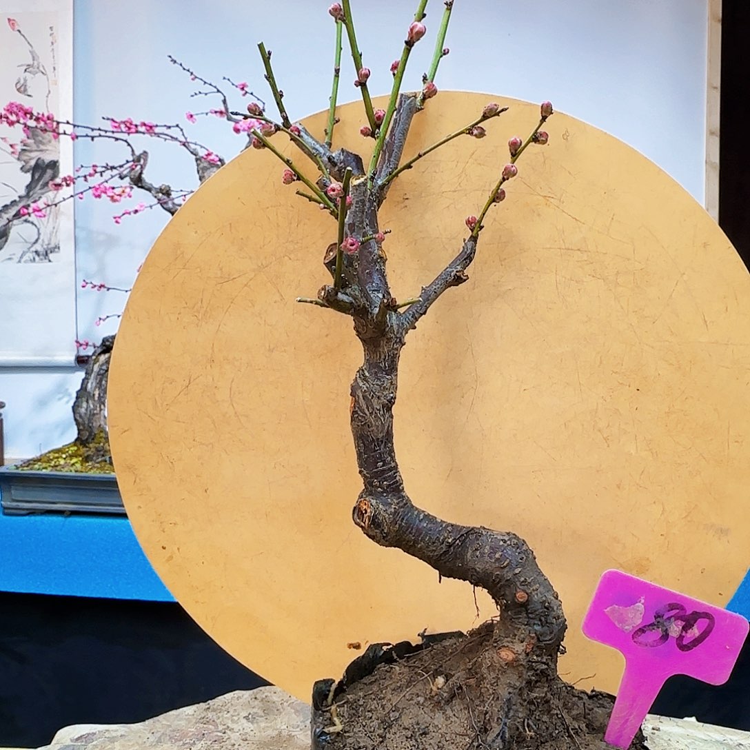 红陶李*波z c v n