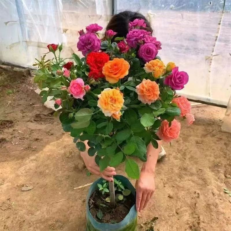 多色独杆棒棒糖月季阳台庭院