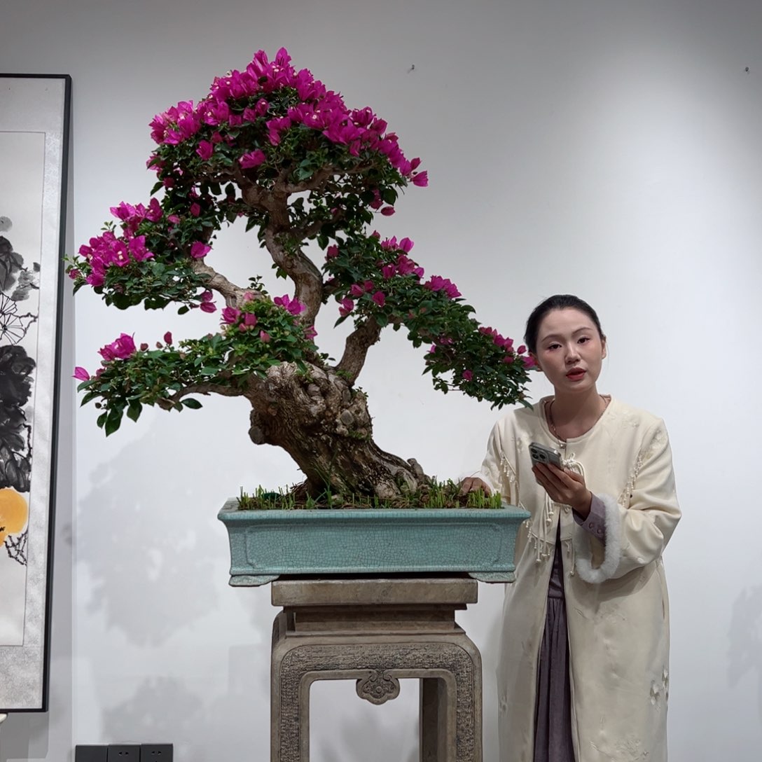 无花朵大****3三角梅三角梅三角梅