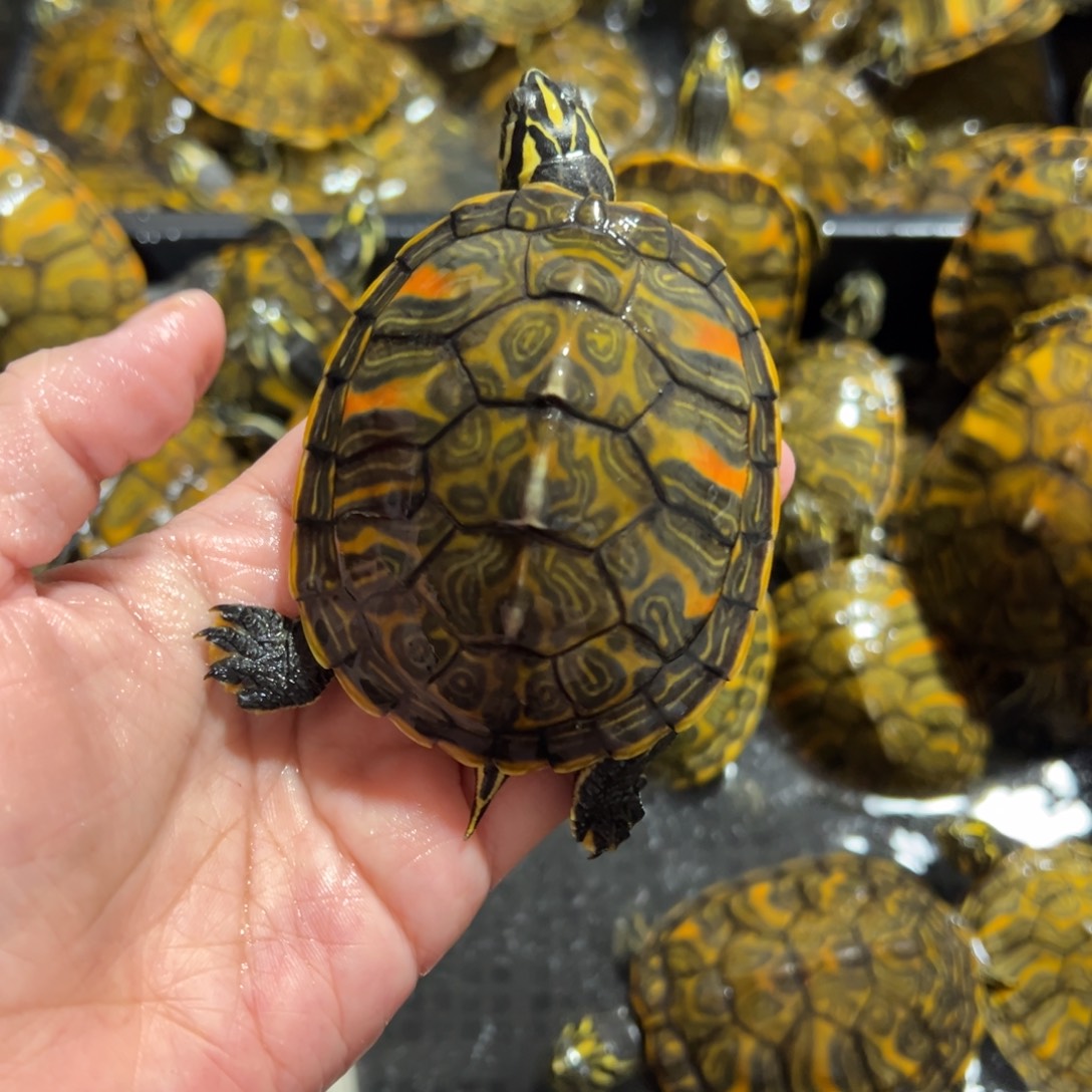 火焰龟公火焰母微错甲