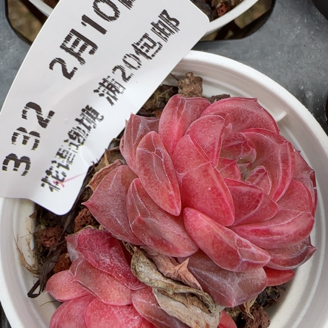 花语逸境0210-332