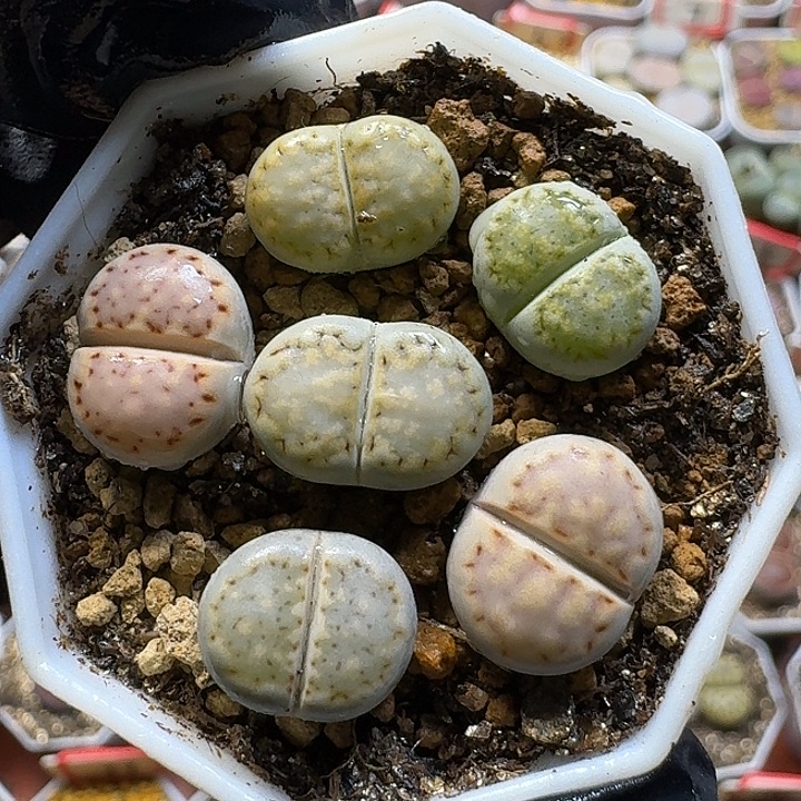 生石花111111。   117