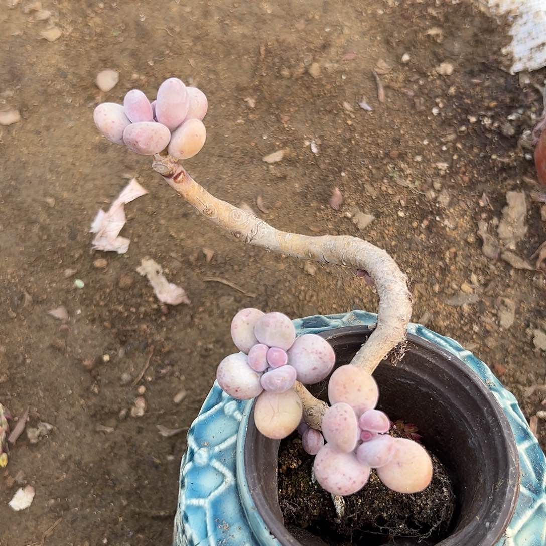 多肉植物桃美人老庄