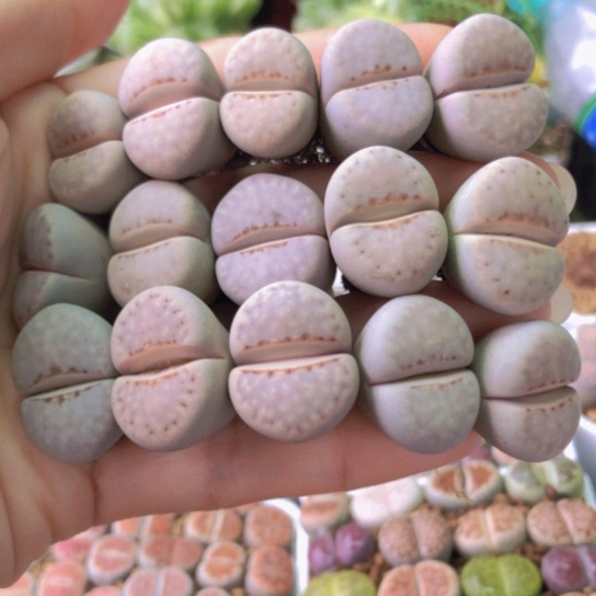 1597，1.8-2厘米如图粉唇