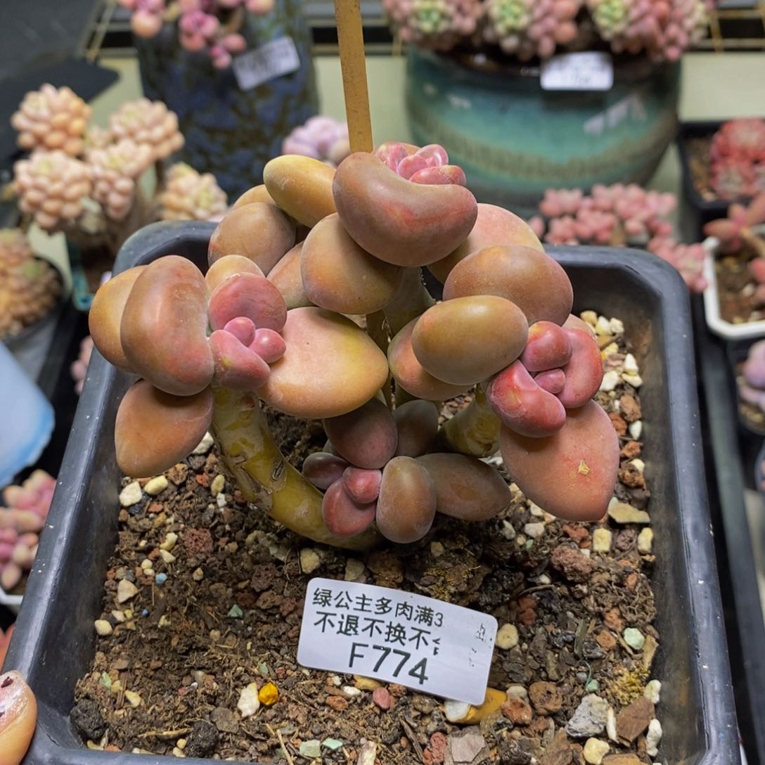 774芒果奶kk奶多肉8c m