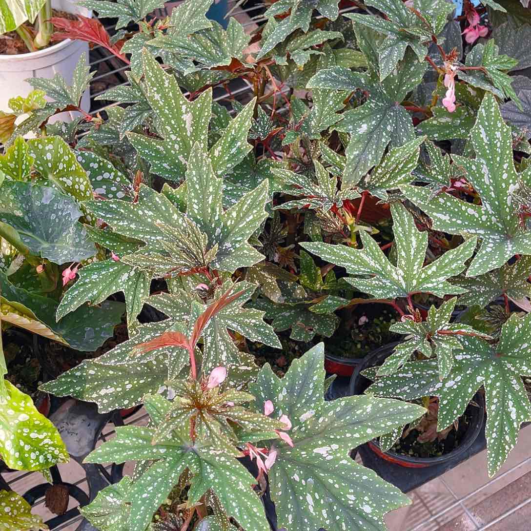 完全开放黑霜秋海棠