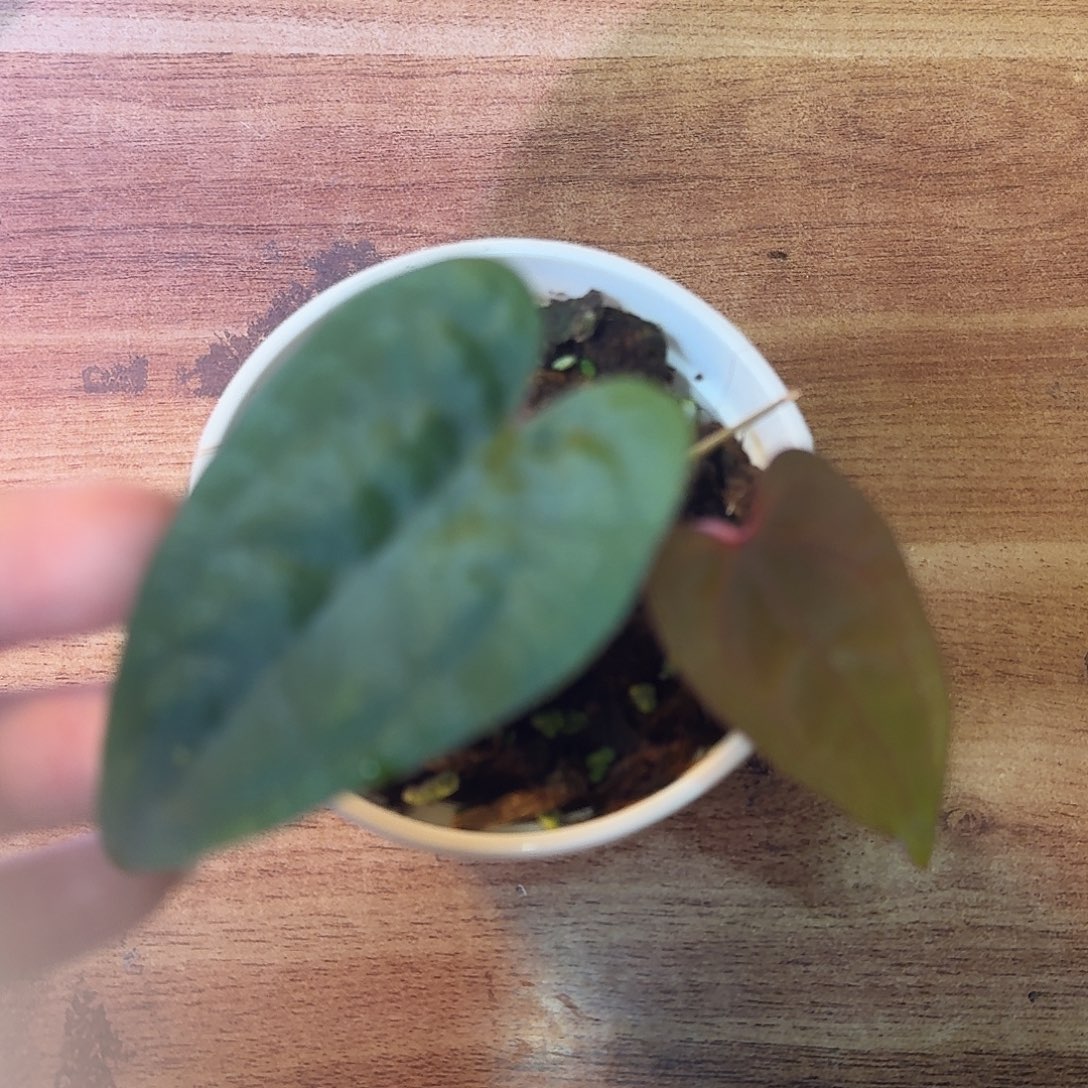 不开花植物黑桃鸡B156