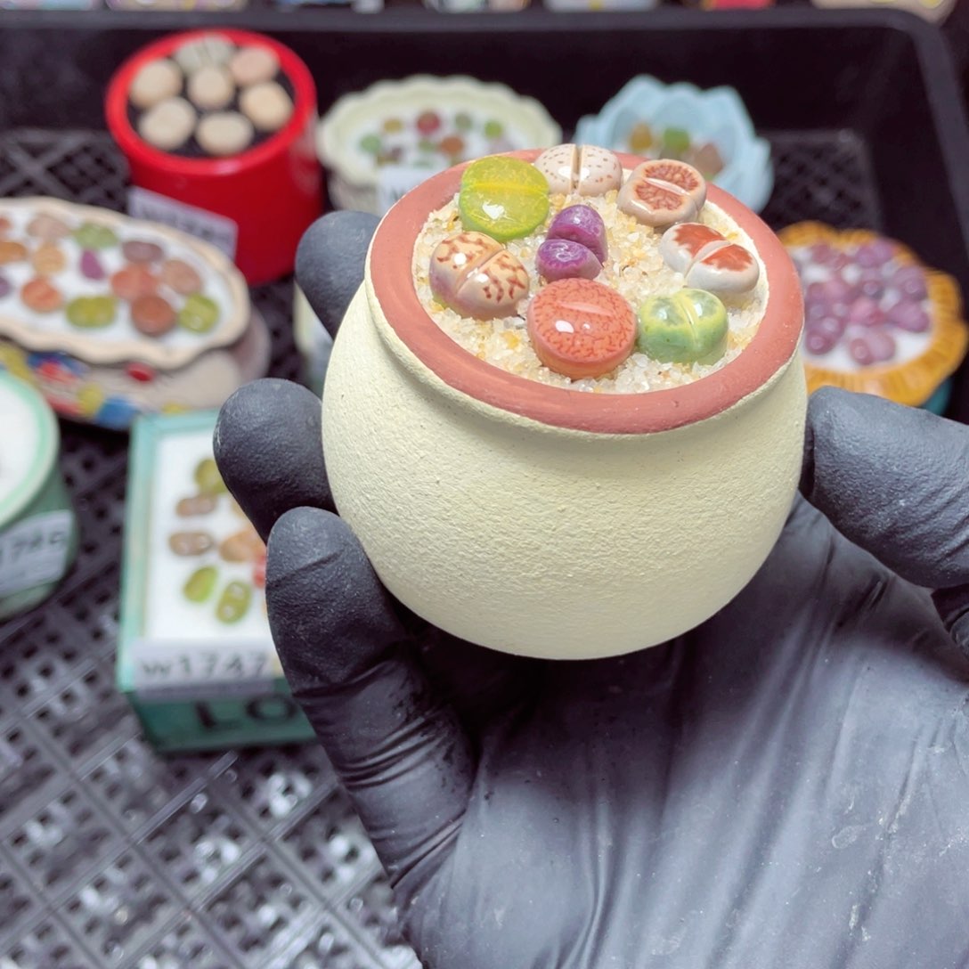 w1749--带盆土发货，零下地区拍保温箱