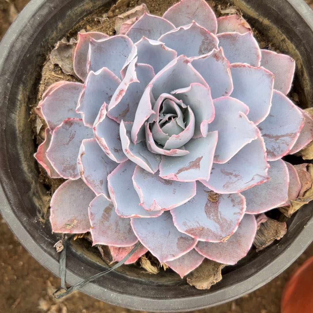 多肉植物pink 单头