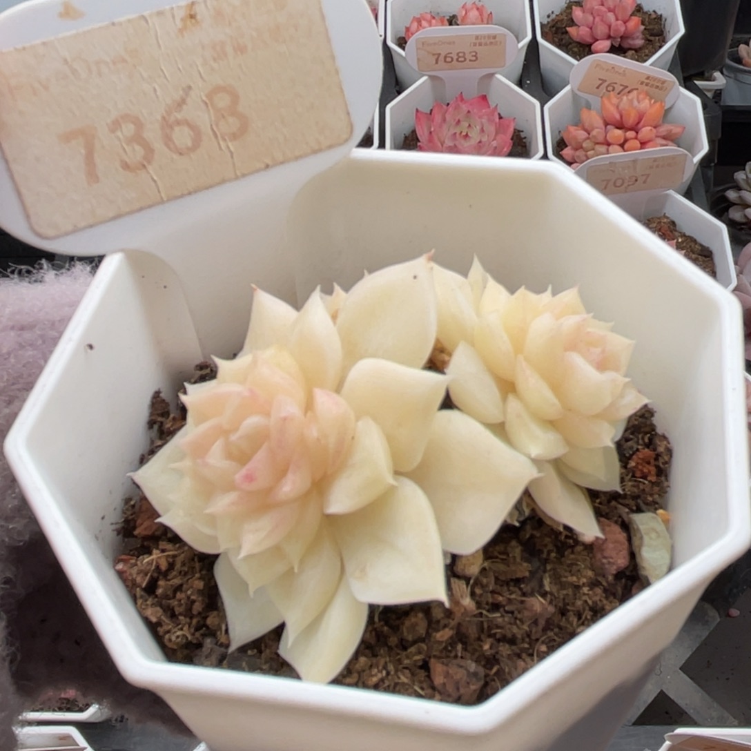 白天鹅7368-5.0厘米