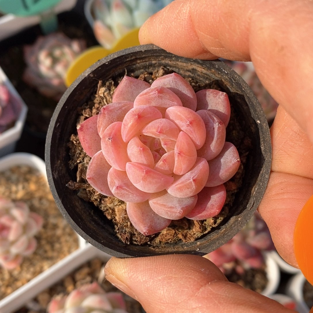 精品多肉一物柏不包整339