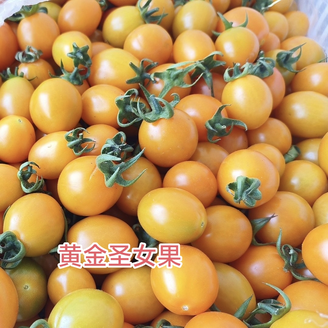 广东汕尾陂洋黄金圣女果露天种植酸甜多汁当季孕妇水果