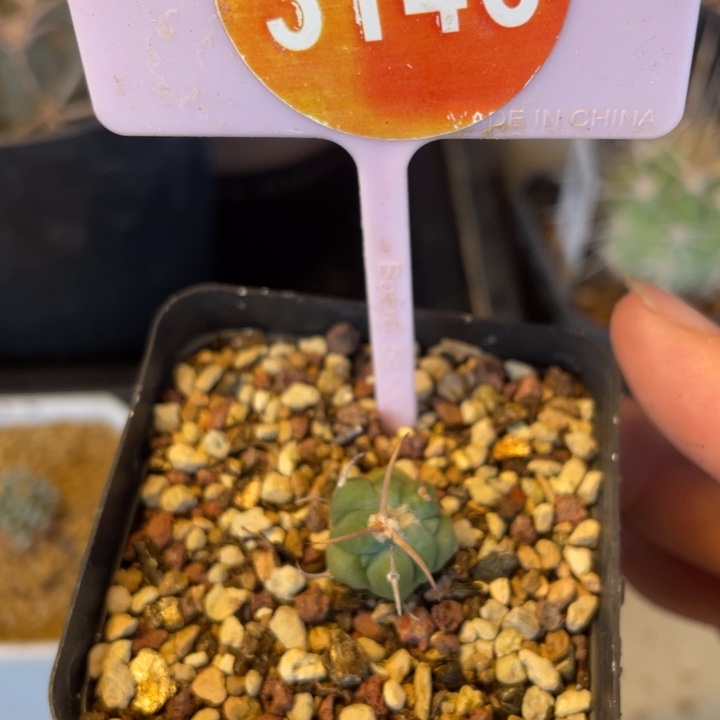 实生平丸一棵31463146