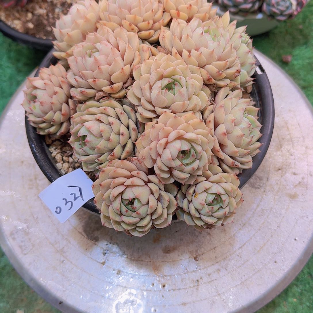 华**王0327本巴多肉植物