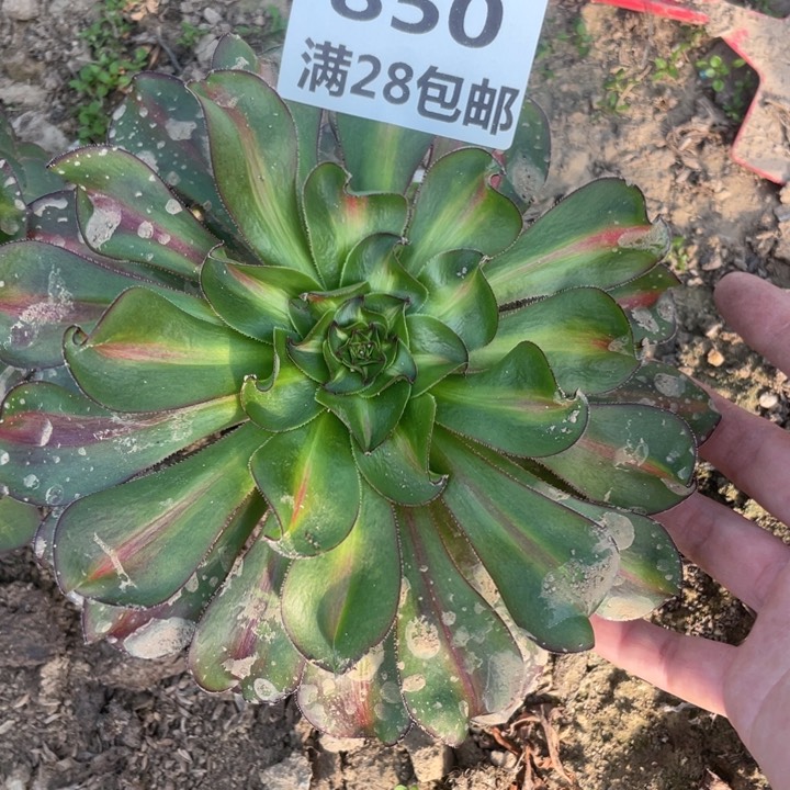 850三号棚巫毒中班