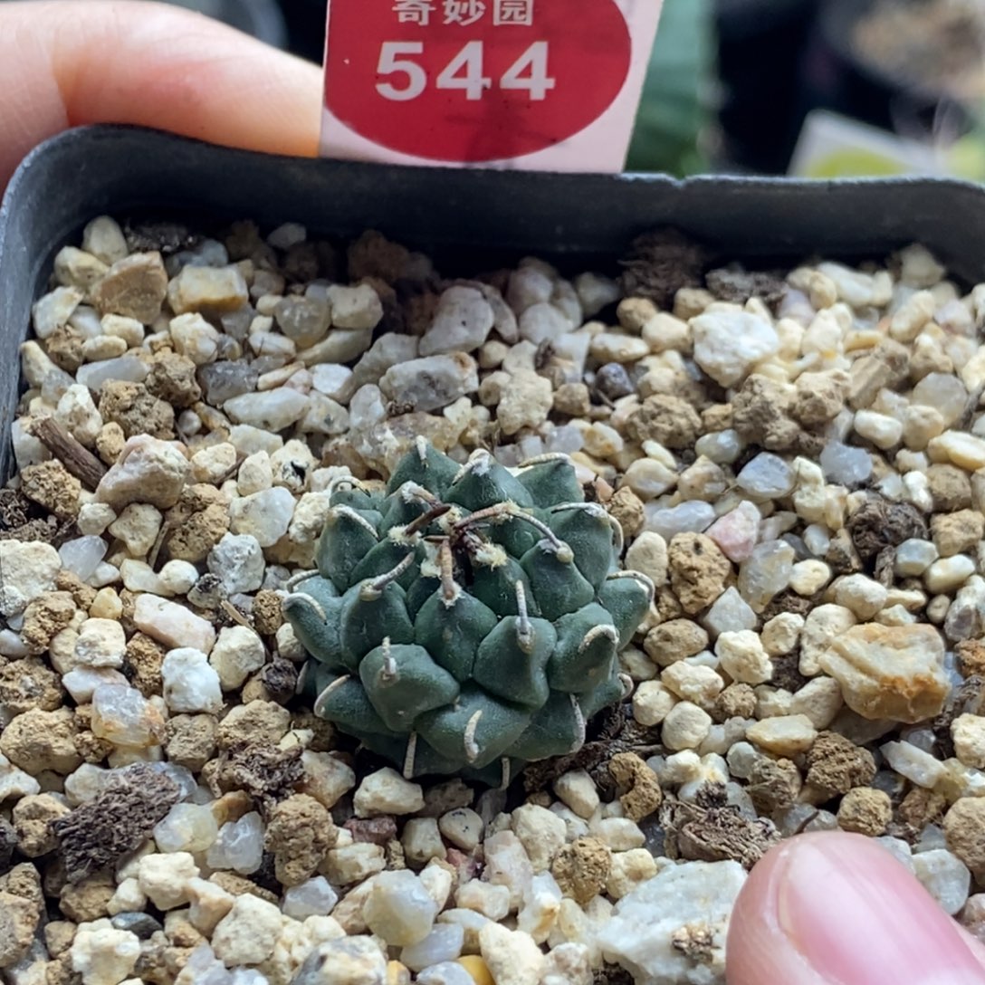 实生安德森娇丽2.1cm