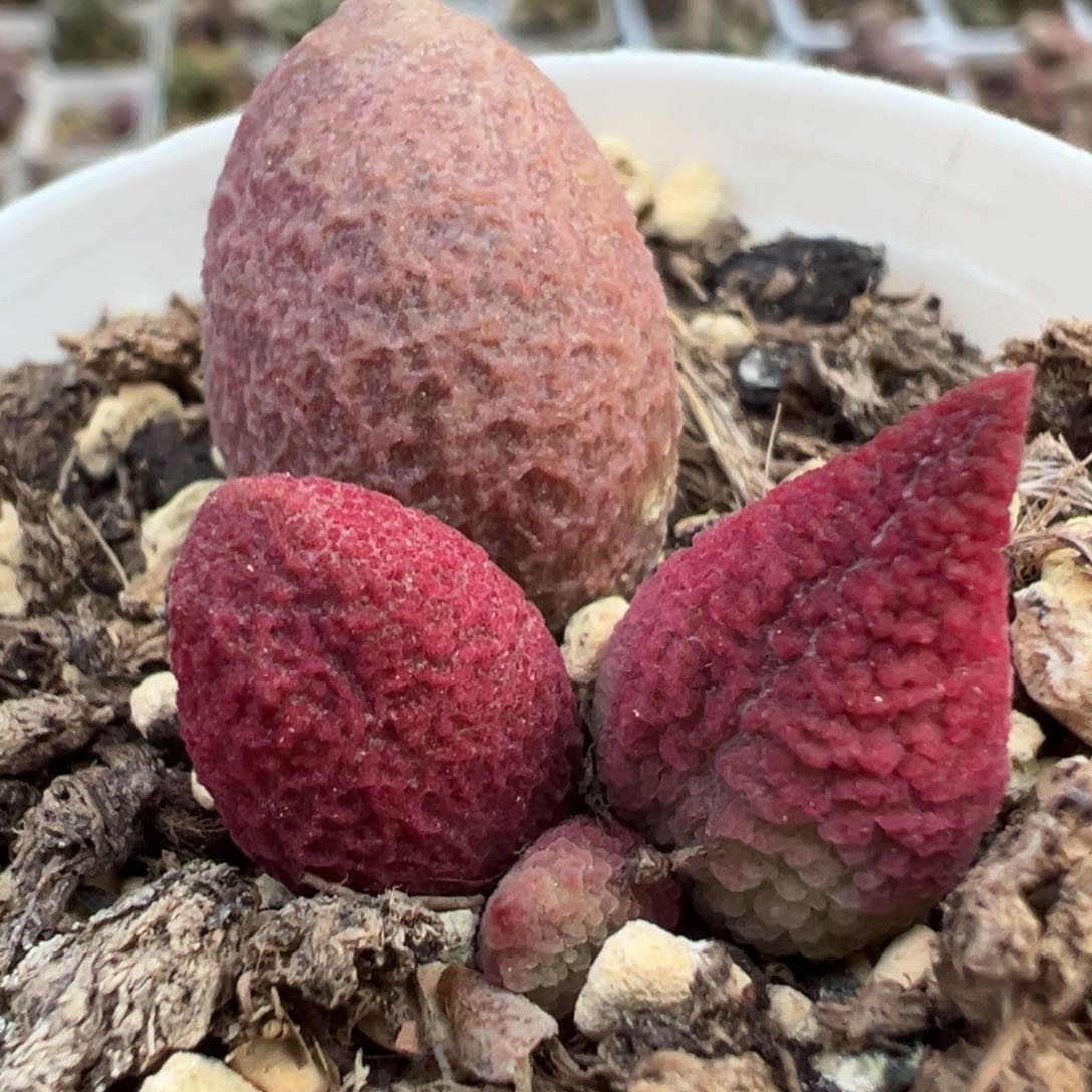 32号粉核桃腹部系多肉植物