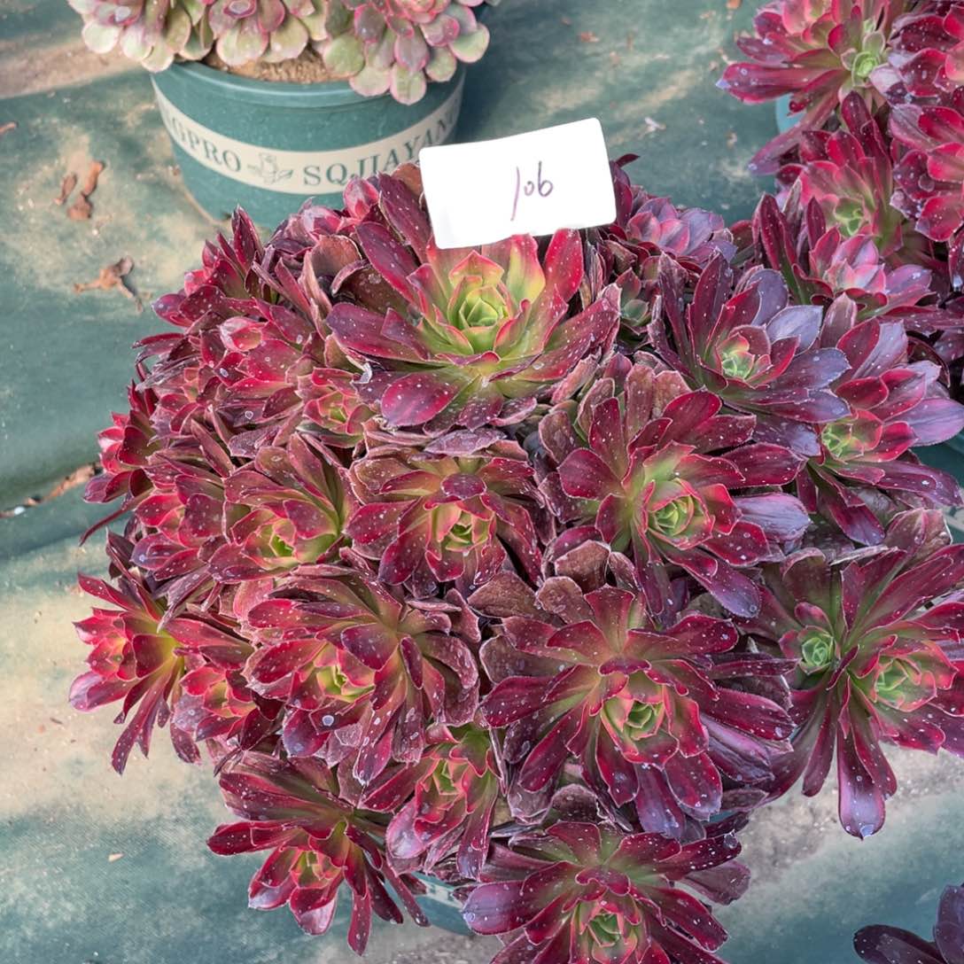 老五多肉1061111111