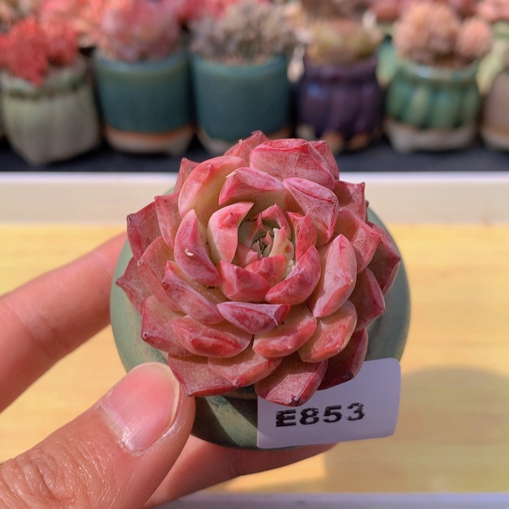 一物一拍满38包邮 853