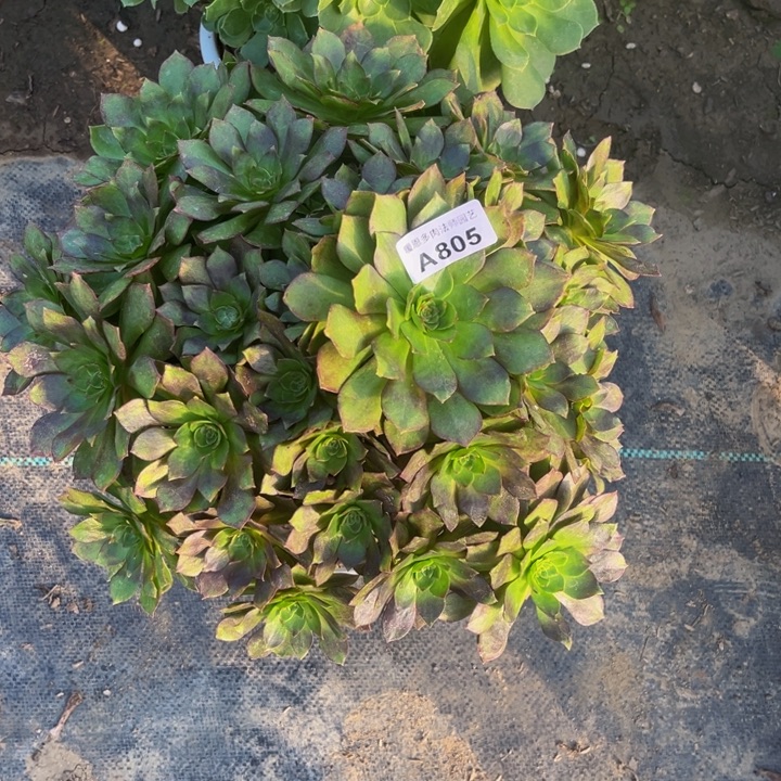 805 多肉法师不包断枝