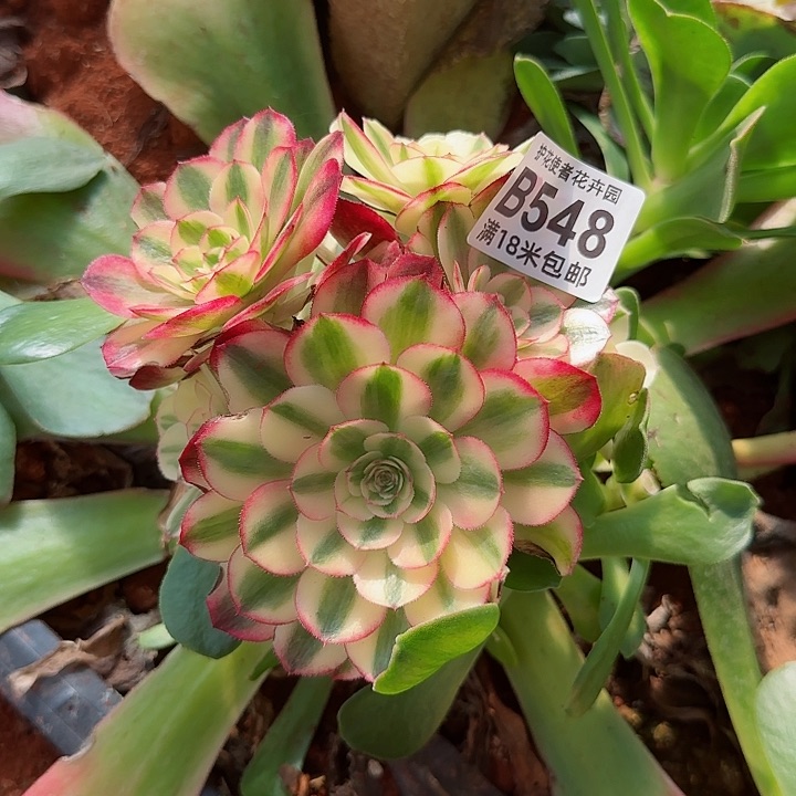 多肉法师荔枝多多