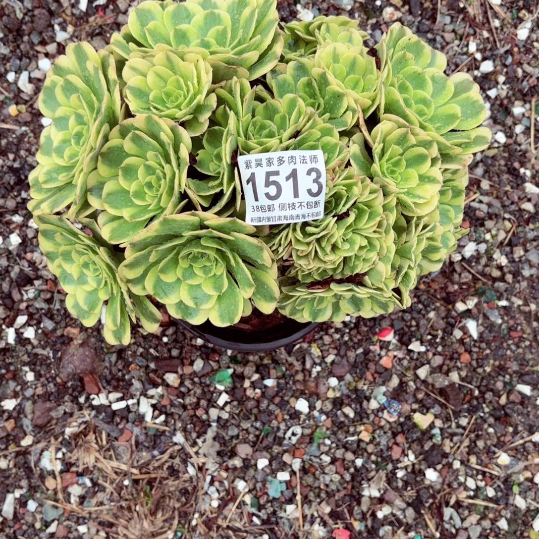 1棚法师0000001513绿豆沙缀