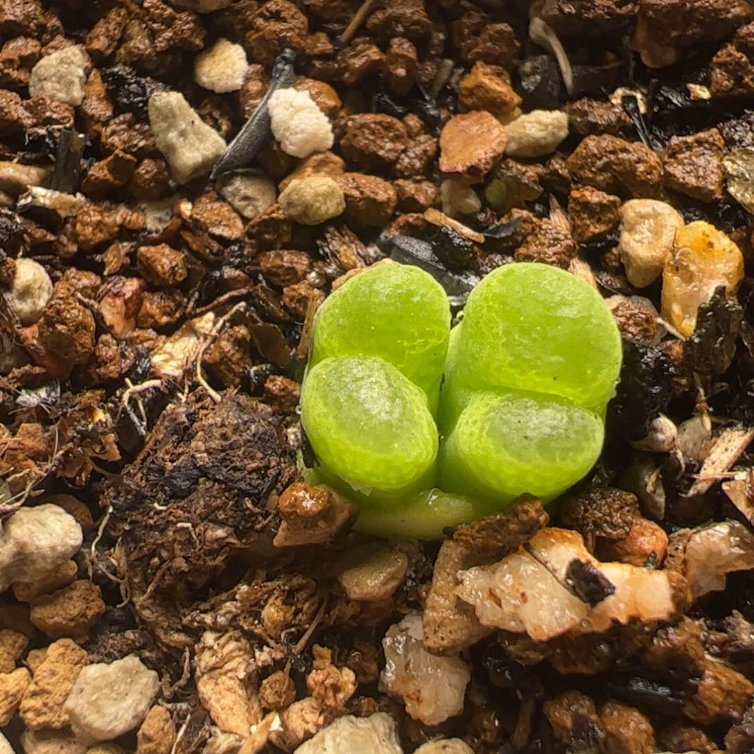 多肉植物百科365