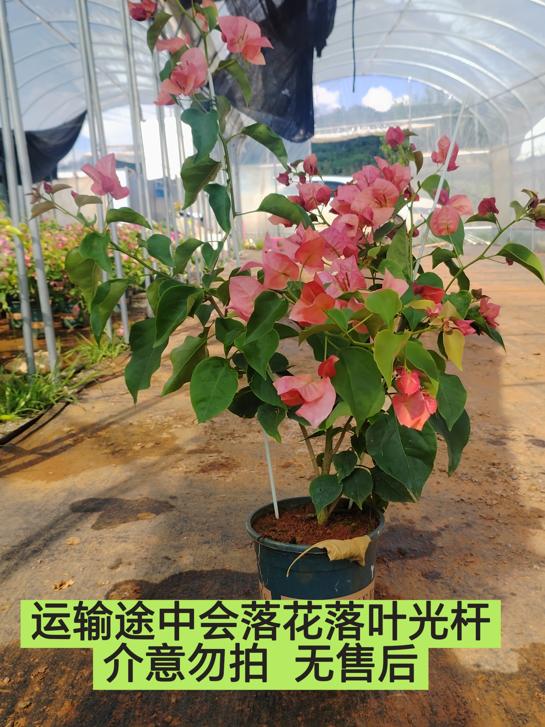 【不甜西瓜—新叶】介意落花落叶落秃  轻微折枝的勿拍无售后